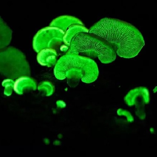 champignon bioluminescent